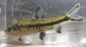 東北黑鰭鰁 東北黑鰭鰁