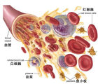 血細胞
