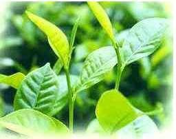 茶樹花水 茶樹花水