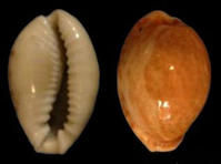 黑加勒比海寶螺 黑加勒比海寶螺