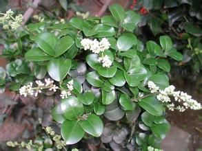 長葉女貞(原變種) 長葉女貞(原變種)