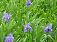 小齒葉柳 小齒葉柳