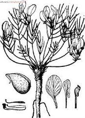 哈密棘豆 哈密棘豆