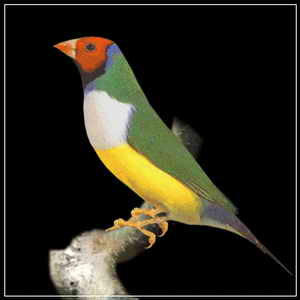 五彩文鳥 五彩文鳥