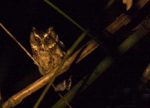 菲律賓角鴞 菲律賓角鴞