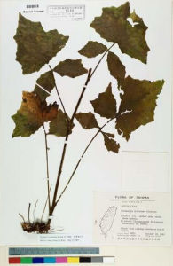 福王草屬 福王草屬