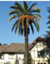 雨夜芭蕉 雨夜芭蕉
