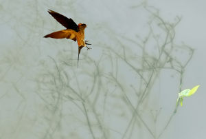 春去秋來 春去秋來