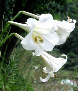 山谷百合[植物]