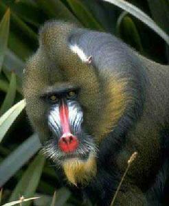 物種瀕危等級 物種瀕危等級