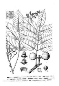 星毛崖摩 星毛崖摩