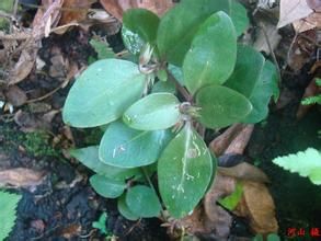 南平過路黃 南平過路黃