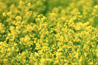 油菜