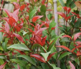 鐘花蒲桃 鐘花蒲桃