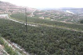 造林梯田 造林梯田