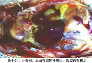 肉雞腹水綜合徵 肉雞腹水綜合徵