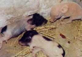 仔豬紅痢 仔豬紅痢