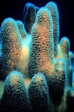 管柱珊瑚