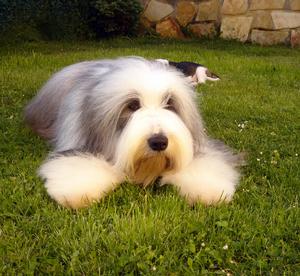 古代長須牧羊犬頭部照