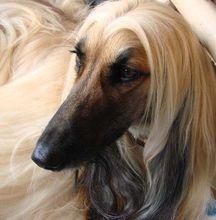 迷人的阿富汗犬