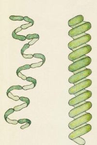 窄縫輻節藻 窄縫輻節藻