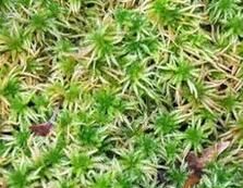 白齒泥炭蘚 白齒泥炭蘚