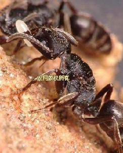 橫紋齒猛蟻 橫紋齒猛蟻