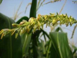 玉米花粉 玉米花粉