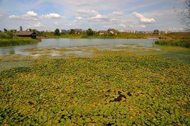 洋湖濕地 洋湖濕地