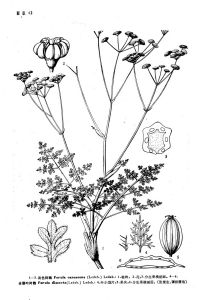 短柄阿魏 短柄阿魏