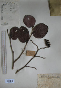 闊瓣蠟瓣花 闊瓣蠟瓣花