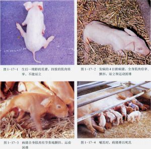 仔豬先天性震顫 仔豬先天性震顫