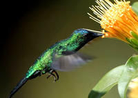 紫頂妍蜂鳥 紫頂妍蜂鳥