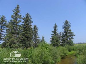 白音敖包國家級自然保護區 白音敖包國家級自然保護區