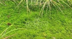 岸生泥炭蘚 岸生泥炭蘚