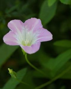 山牽牛屬 山牽牛屬
