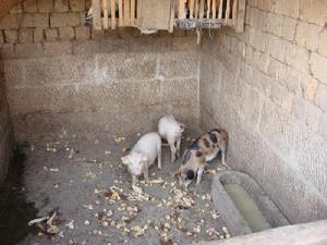 大濠溝村生豬養殖