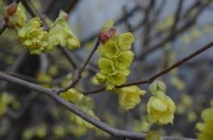 小苞毛茛 小苞毛茛