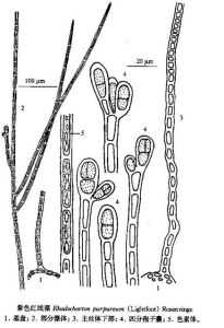 紫色紅線藻 紫色紅線藻