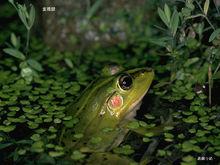 金線蛙