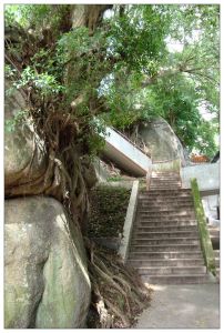 金山古松 金山古松