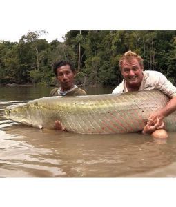 巨滑舌魚 巨滑舌魚