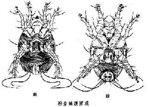 塵蟎亞科 塵蟎亞科