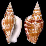 澳洲鳳凰螺 澳洲鳳凰螺