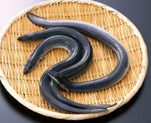 鰻魚