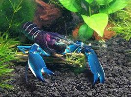 粉紅珊瑚螯蝦 粉紅珊瑚螯蝦