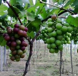 溫州葡萄