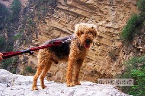 Airedale Terrier