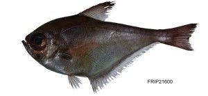 白邊單鰭魚 白邊單鰭魚