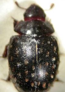 小丸甲科 小丸甲科